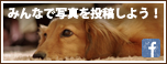癒しの投稿ひろば