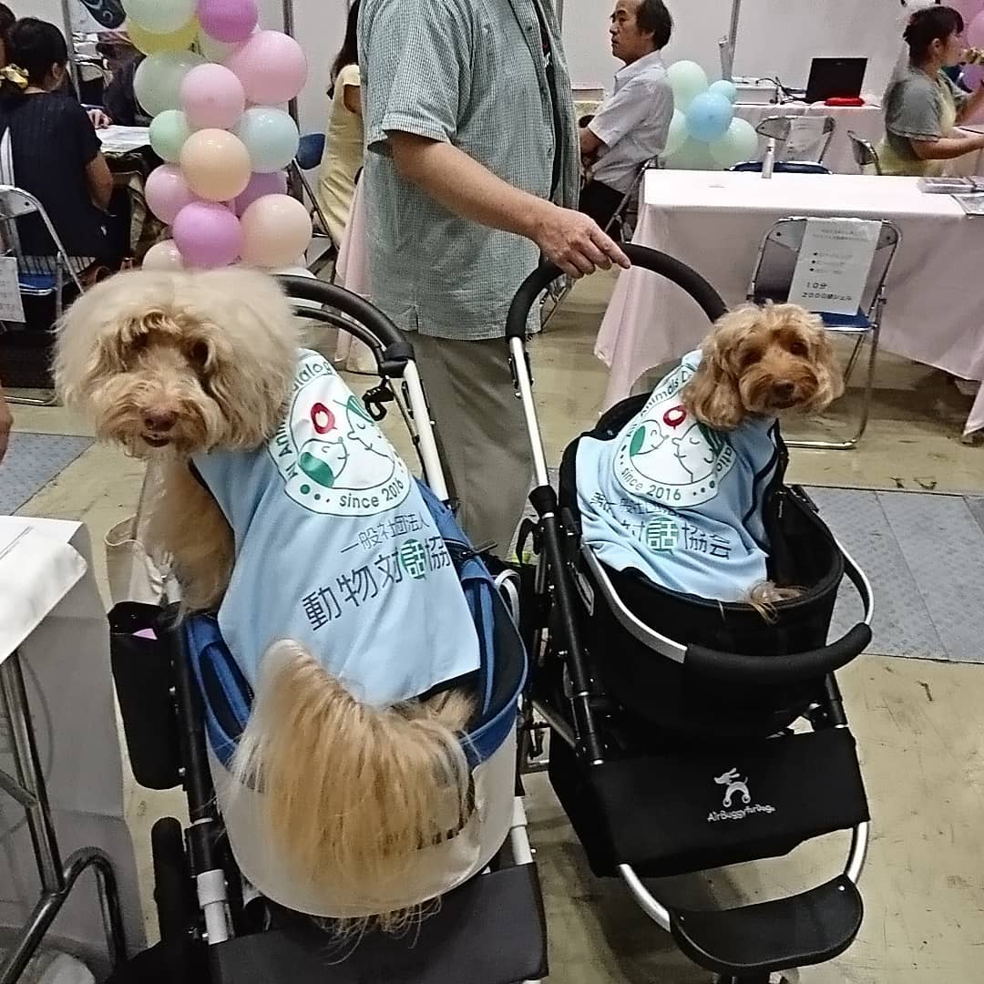 一般社団法人動物対話協会