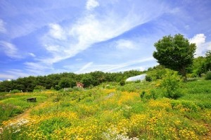 herbal farm image